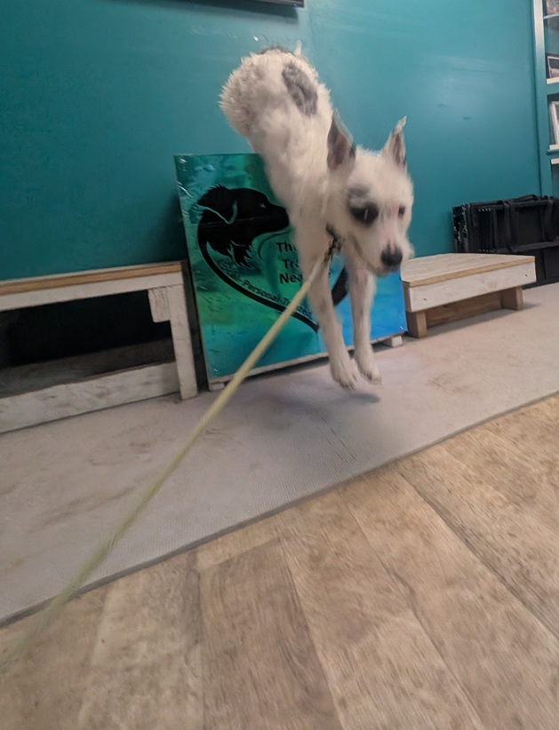 A medium sized mixed breed scruffy white dog with black spots is jumping happily from a place box with The Dog Trainer Near Me logo on front.