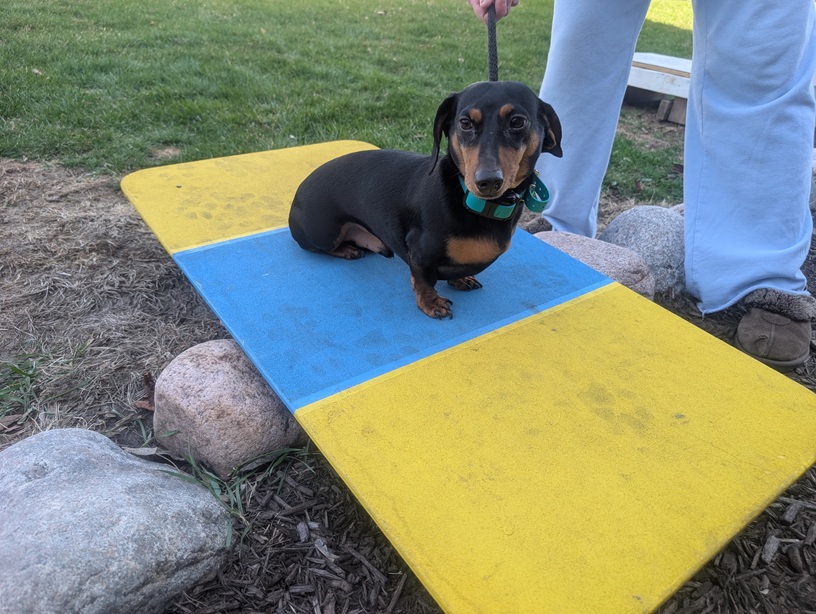 A smooth haired Dachshund sits on a yellow and blue wobble board outside.  The owner can be seen in the background.