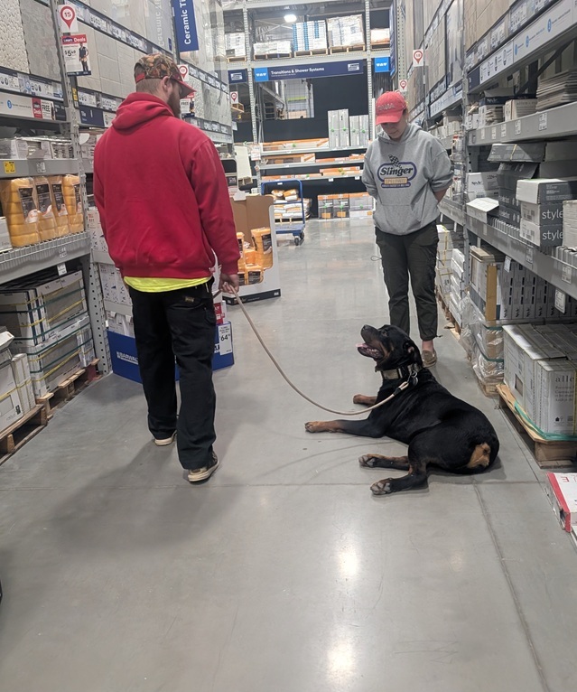 A man holds the leash of a large Rottweiler dog inside a home improvement store.  The dog is in a down looking at the man, while a woman looks at the dog. 