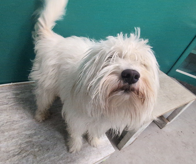 A small white shaggy dog is standing on a place box, wagging his tail.  
