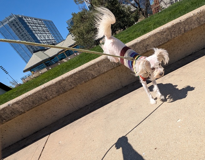 The same white dog from the previous two pictures is shown jumping down from a place outside.  He now has a haircut and is wearing a sweater with stripes.