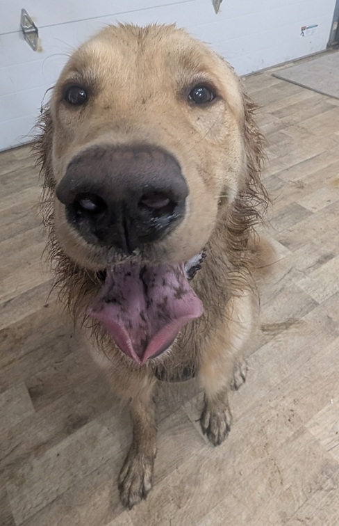 Close up of a Golden Retriever covered in mud after playtime.  The happy dog's mouth is open and also muddy!