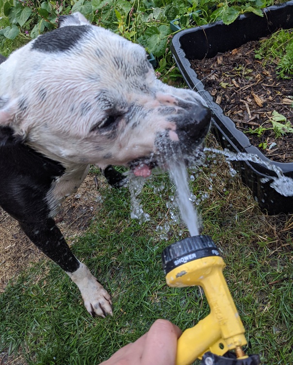 Building Trust for Stress-Free Dog&nbsp;Grooming