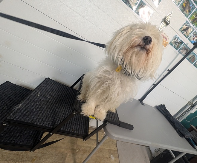 The same shaggy white dog from the previous picture is sitting nicely at the steps to a grooming table.